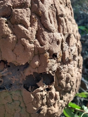 Constrictotermes cyphergaster
