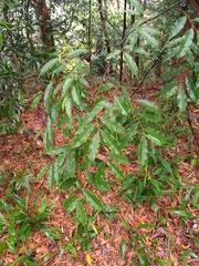 Prunus spinulosa