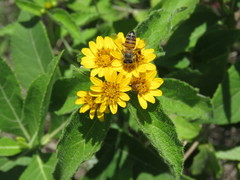 Lasianthaea ceanothifolia