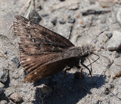 Erynnis persius fredericki