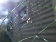 Cyclosa turbinata