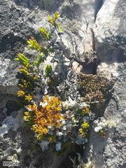 Erica depressa