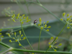 Anthophila
