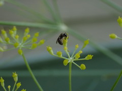 Anthophila