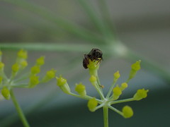 Anthophila