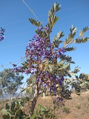 Andira