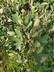 Myrica