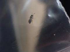 Anthophila