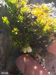 Erica depressa