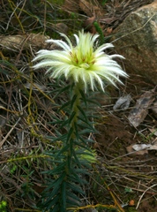 Phylica pubescens pubescens