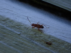 Pseudopachybrachius vinctus