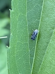 Errastunus ocellaris