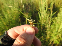 Cyperus fuscus