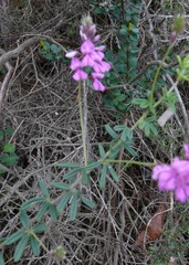 Indigofera filiformis