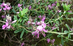 Indigofera filiformis