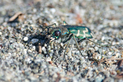 Cicindela tranquebarica vibex