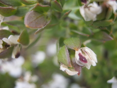 Amphithalea micrantha