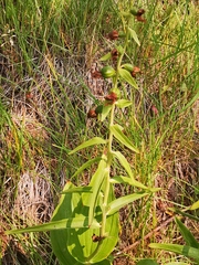 Epipactis papillosa