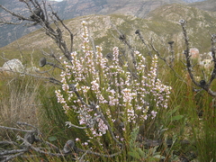 Amphithalea micrantha