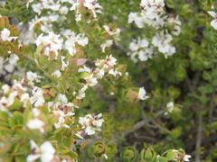 Amphithalea micrantha