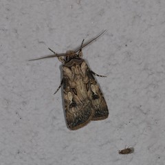 Agrotis interjectionis