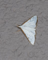 Cirrhochrista punctulata