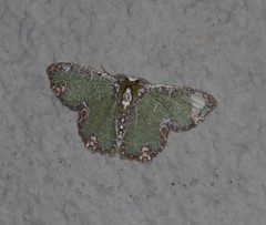 Eucyclodes erymnodes