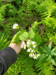Media resource of Ageratina altissima