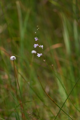 Lobelia canbyi