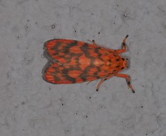Miltochrista quadrilineata