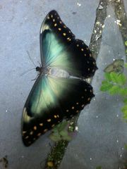 Morpho telemachus