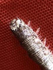 Catocala ultronia