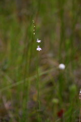 Lobelia canbyi