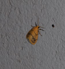 Symmetrodes sciocosma