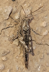 Derotmema haydenii