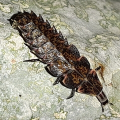 Pyractomena borealis