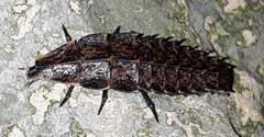 Pyractomena borealis