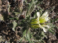Codon royenii