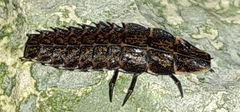 Pyractomena borealis