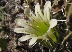 Codon royenii