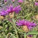 Brown Knapweed - Photo (c) Peter Zika, some rights reserved (CC BY-NC), uploaded by Peter Zika