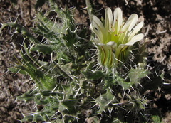 Codon royenii
