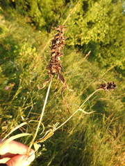 Melampyrum argyrocomum