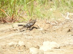 Loxia leucoptera image