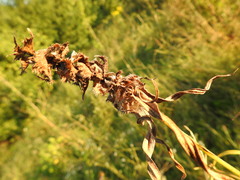 Melampyrum argyrocomum