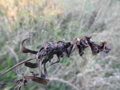 Melampyrum argyrocomum