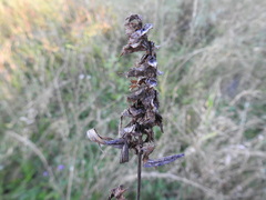 Melampyrum argyrocomum