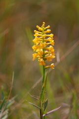 Platanthera integra
