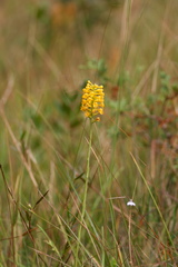 Platanthera integra