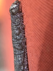 Catocala ultronia